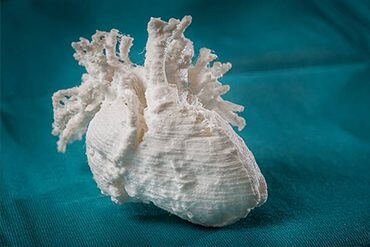 In 3D Mô Hình Giải Phẫu